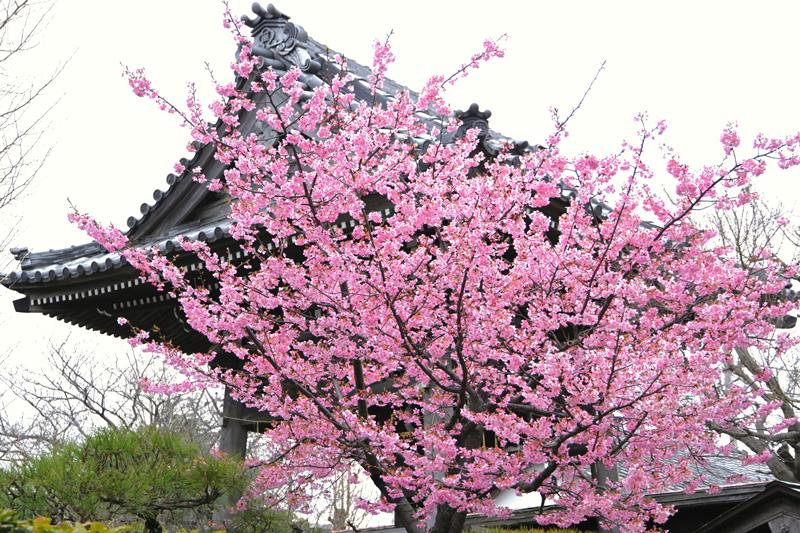 本覚寺