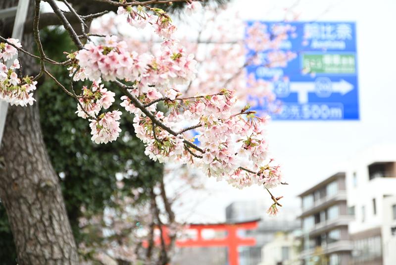 若宮大路