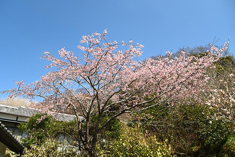 浄妙寺