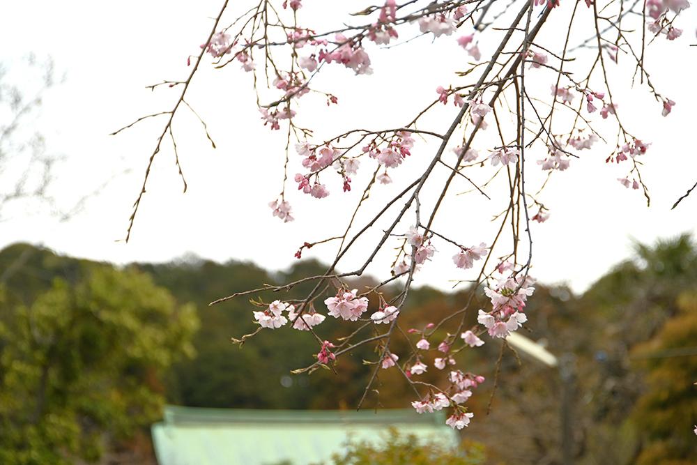 龍宝寺
