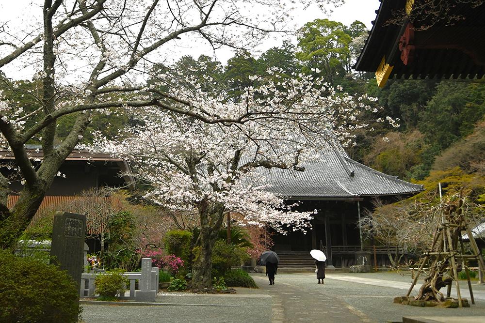 妙本寺