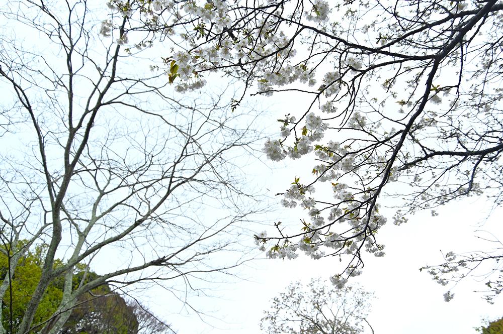源氏山公園