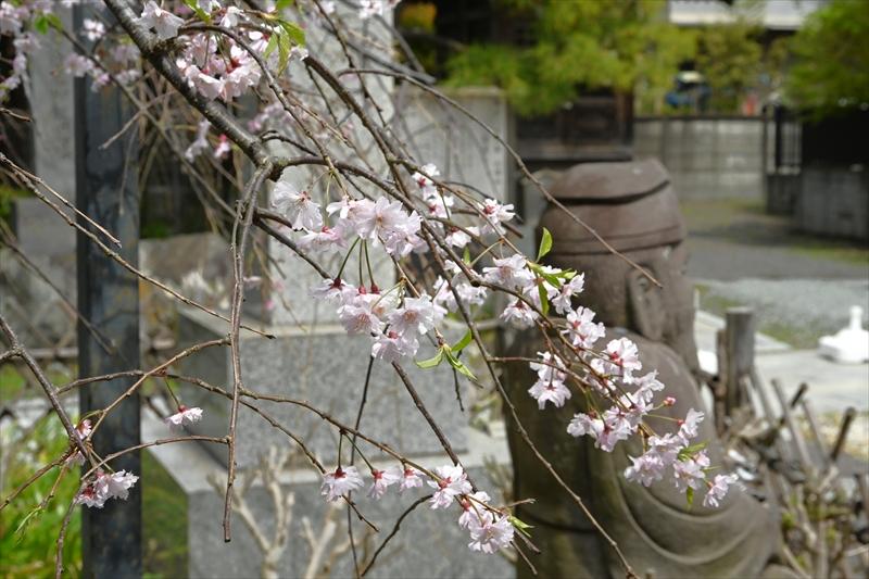 妙隆寺