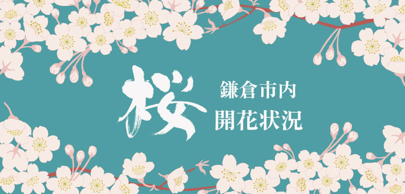 【桜情報】鎌倉市内の開花状況について