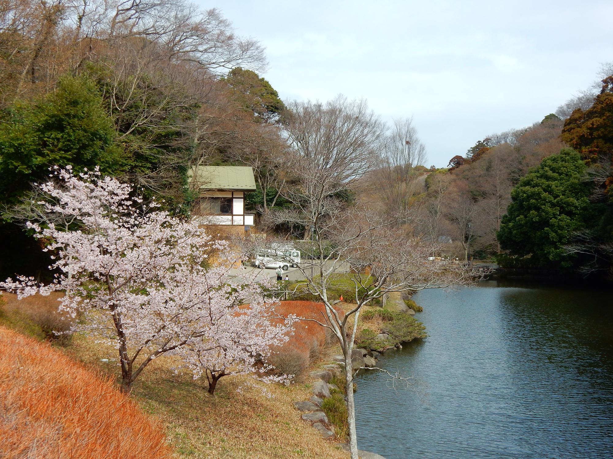 ３）鎌倉中央公園