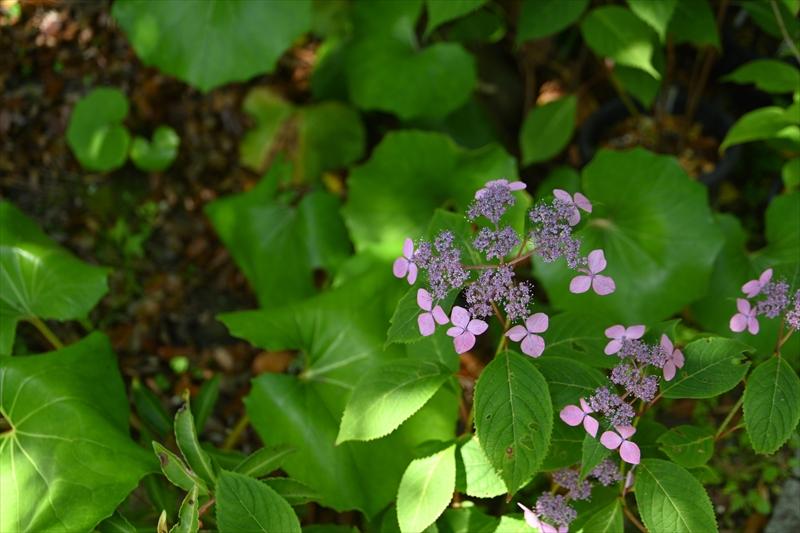 光則寺