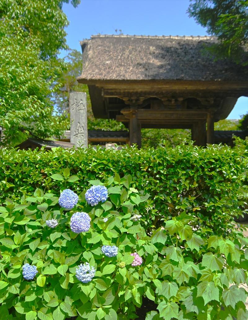 極楽寺
