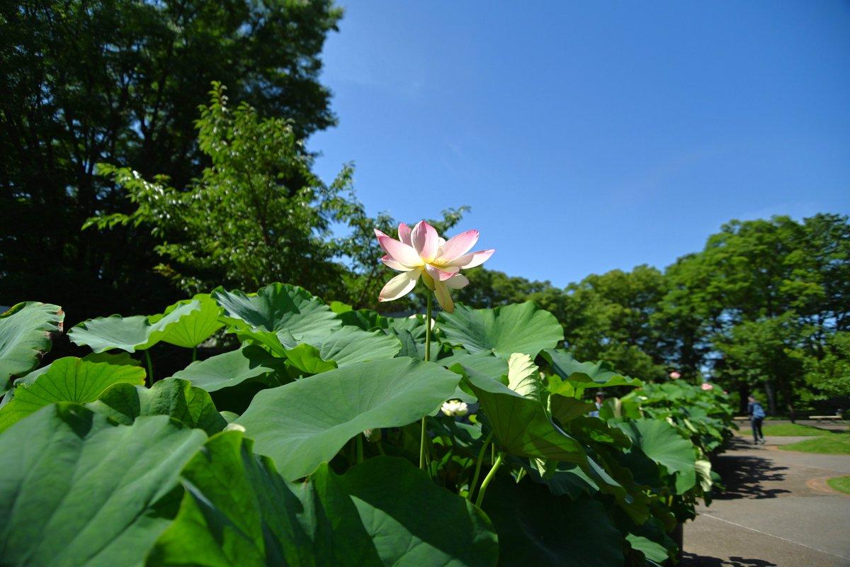 大船フラワーセンター