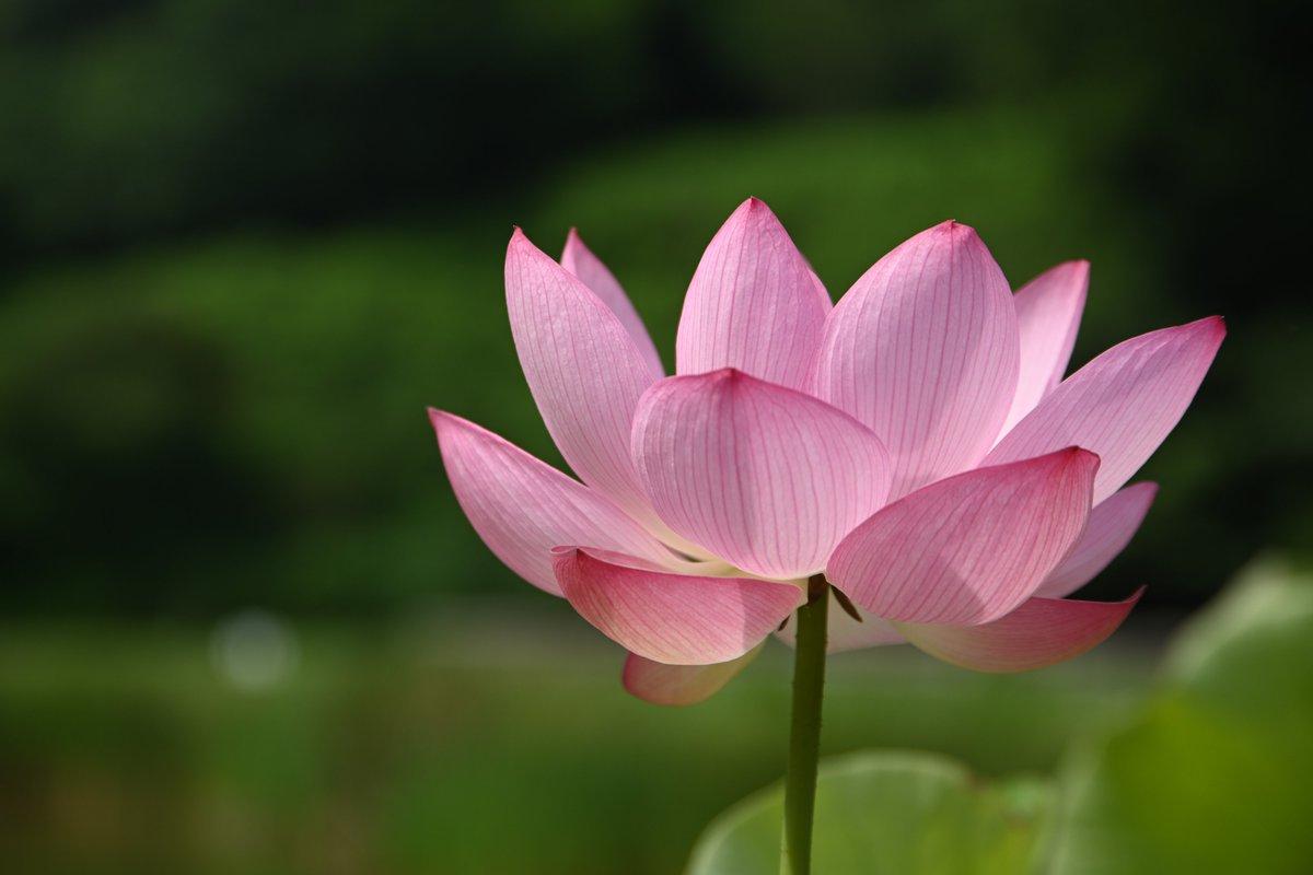 永福寺跡