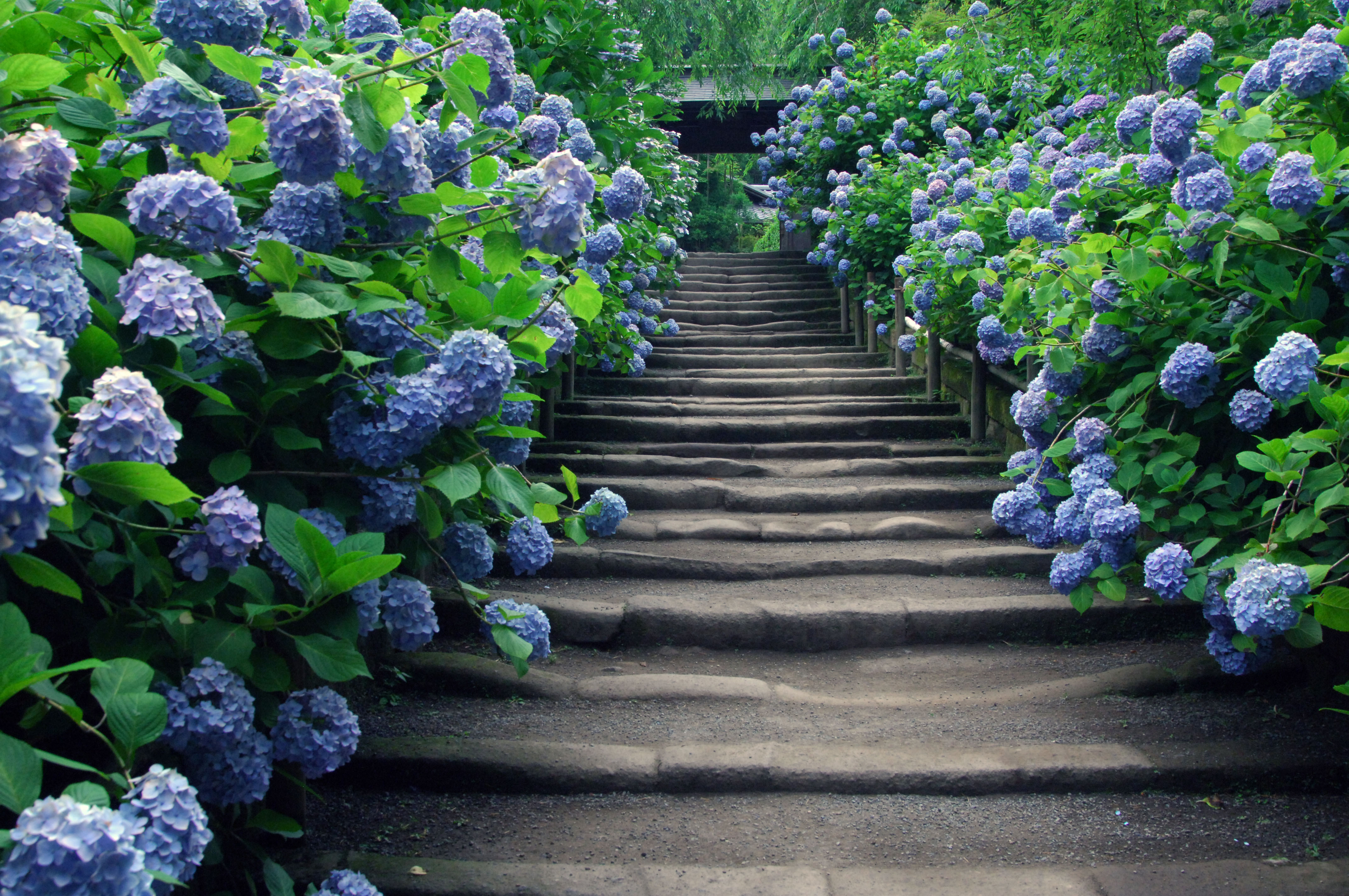 鎌倉で楽しむ花めぐり