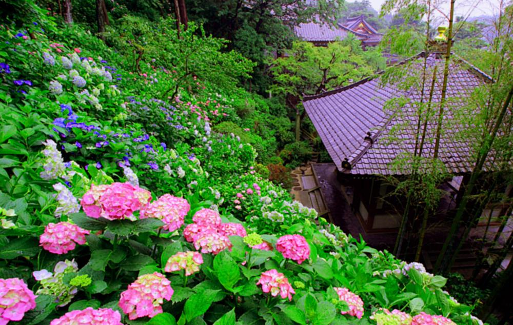 【満員御礼】第6回 出張鎌倉ミュージアム 長谷寺　令和8年6月8日～12日