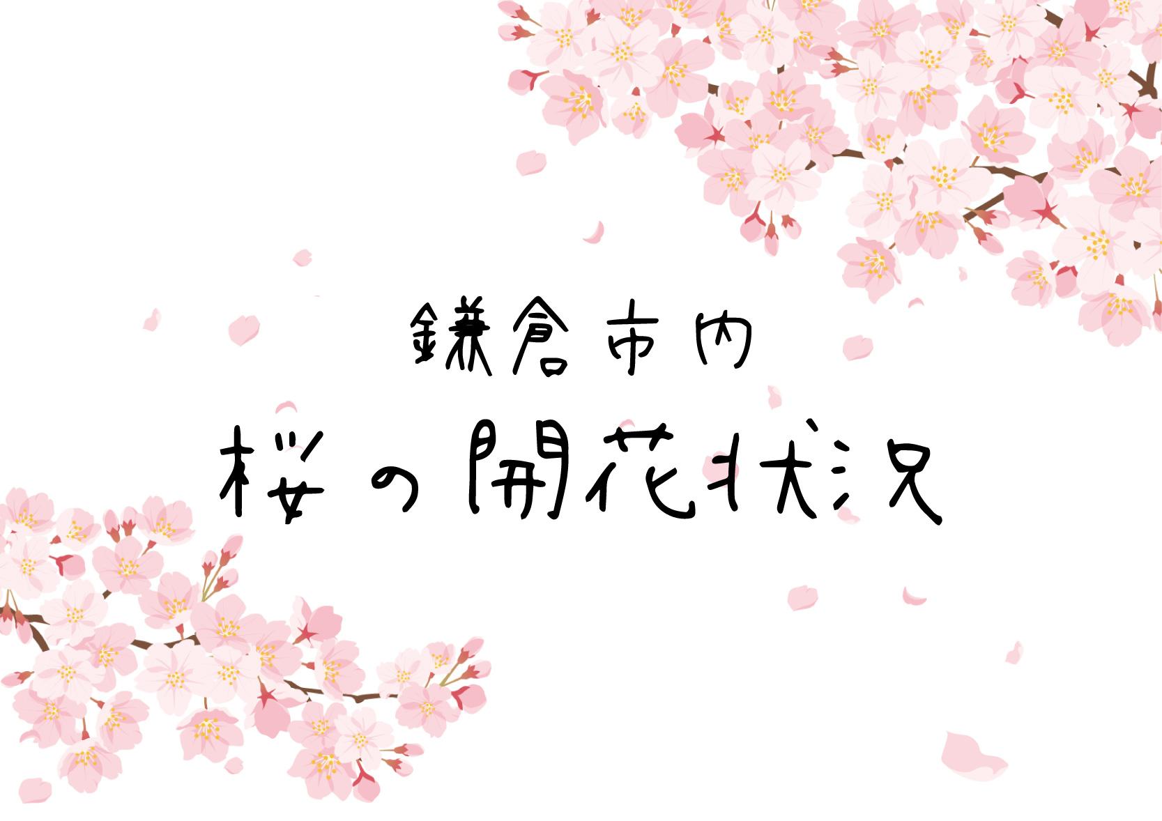 【鎌倉市内】2025年 桜の開花状況について