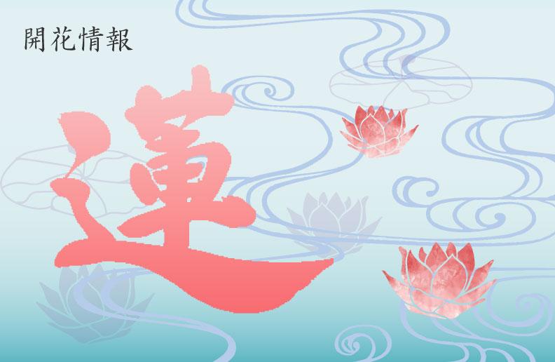 2026年 蓮の花 開花情報ページを公開しました