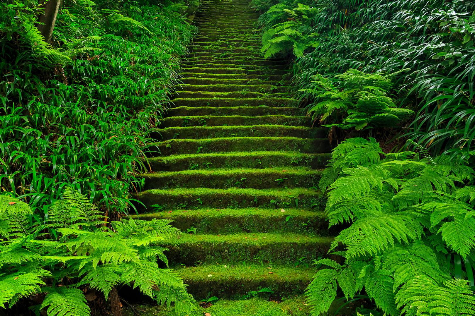 妙法寺（苔寺）