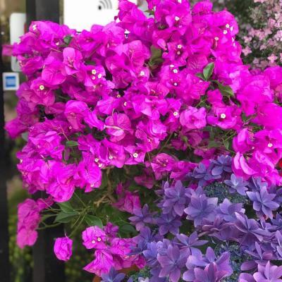 ナカムラ生花