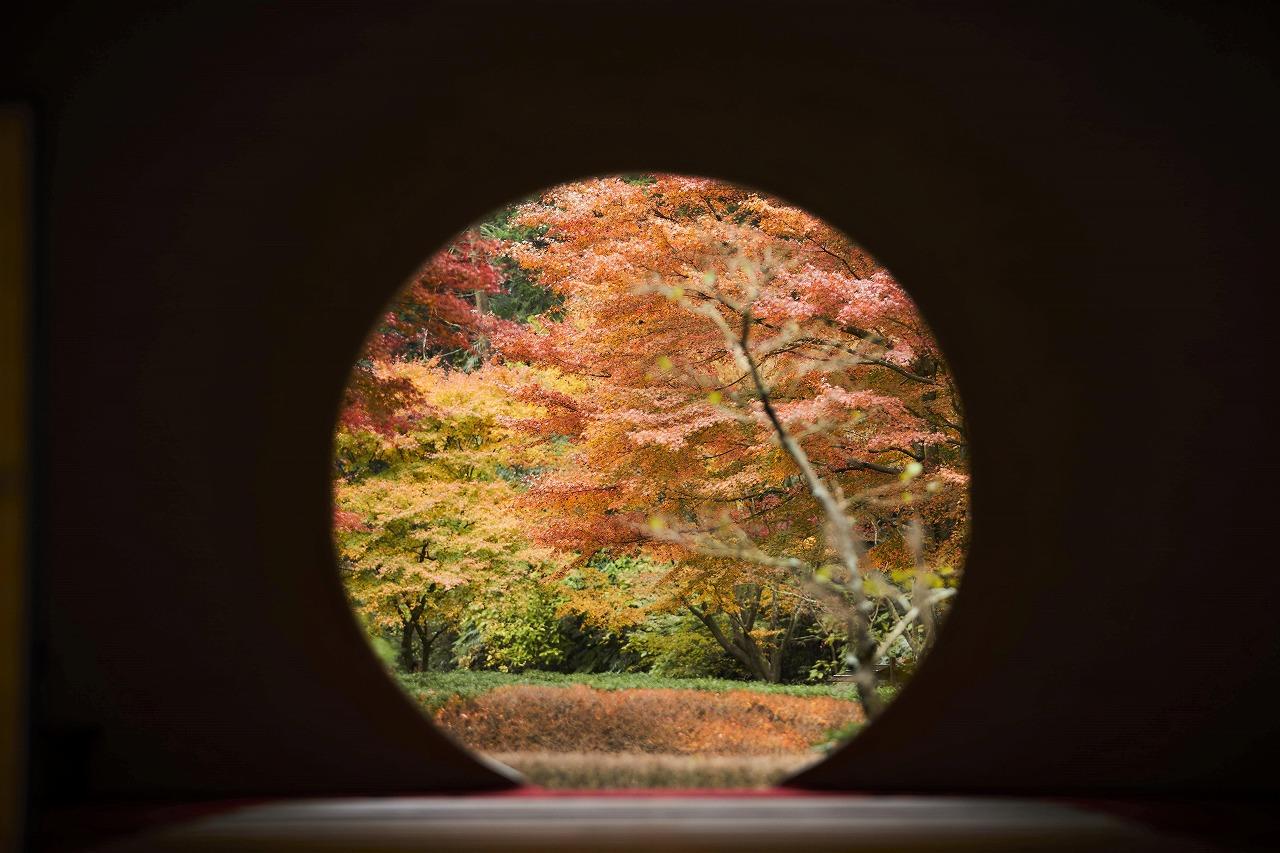 明月院(あじさい寺)